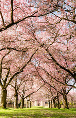 Japanische Kirschblüten, Frühlingserwachen, Glückwunsch, alles Liebe: Verträumte Kirschblüten im Frühling :)