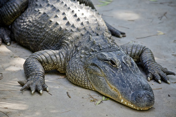 alligator