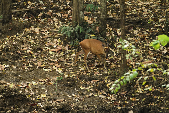 This picture shows am image of  Muntjac deer, feeding on a salt lick