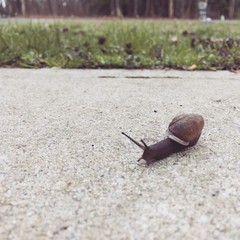 Snail on a spring day going forward 