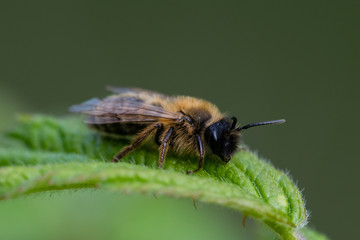 Wildlife as a honey bee rests on green leaf