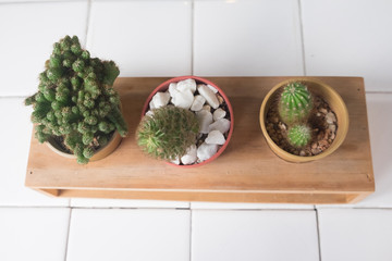 Set cactus, succulent plants in pot