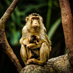 monkeys