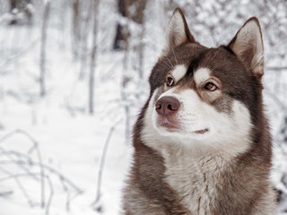 siberian husky sit at winter snow forest