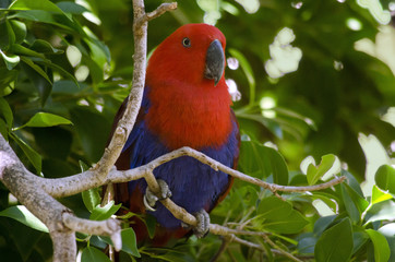 eclectus parrot
