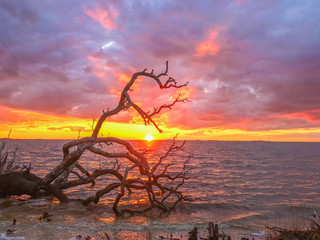 Sunset tree landscapes
