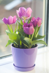 Beautiful tulips in a pot against the window, filled with spring diffused light in the background