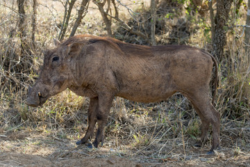 Phacochère, Phacochoerus Aethiopicus, Wart Hog, Parc national Kruger, Afrique du Sud