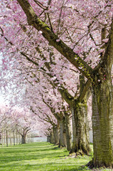 Japanische Kirschblüten, Frühlingserwachen, Glückwunsch, alles Liebe: Verträumte Kirschblüten im Frühling :)