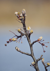 Box elder tree buds blooming in a warm morning sun, with soft  natural tones at the background.