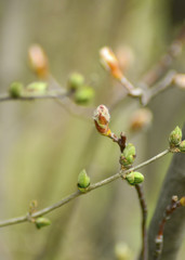 Sycamore and elder tree buds blooming in a warm morning sun with soft natural green background.