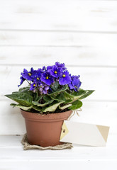 african violet pot  flowers with message card on a white wooden background