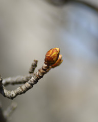 Horse chestnut tree buds blooming in a warm morning sun, with soft natural tones at the background.