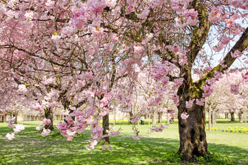Japanische Kirschblüten, Frühlingserwachen, Glückwunsch, alles Liebe: Verträumte Kirschblüten...