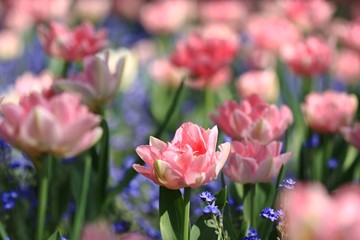 Pink feathery tulips