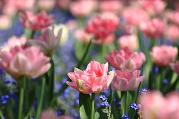 Fototapeta premium Pink feathery tulips