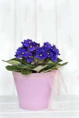 african violet pot  flowers with message card on a white wooden background