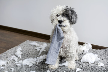 Naughty poodle dog with sock in the mouth  made a mess at home