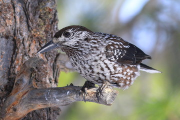 The mother stares sitting on a branch
