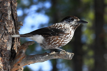 The Nutcracker in early spring in Siberia