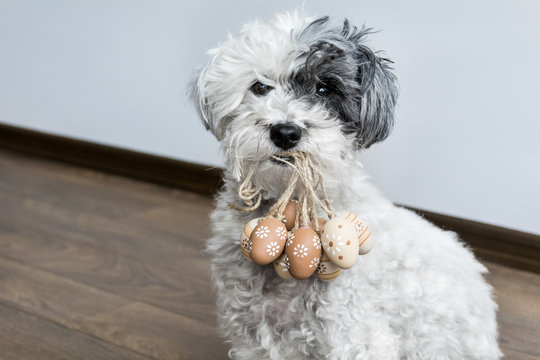 poodle dog holding Easter eggs in the mouth  .Easter time 