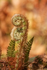 Ferns (Polypodiopsida Cronquist) 3