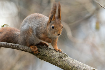 Cute young red squirrel sitting on tree branch