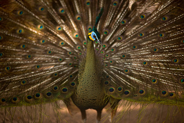 Obraz premium Peacock with open tail