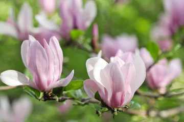 Foto op Canvas Pink magnolia flowers 1 © Pawel Horazy