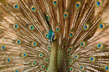 Fototapeta premium Peacock with open tail