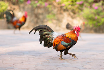 Roosters on a walk