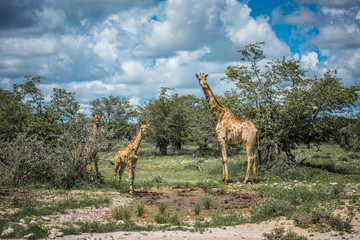 Giraffes in Etosha national park, Namibia
