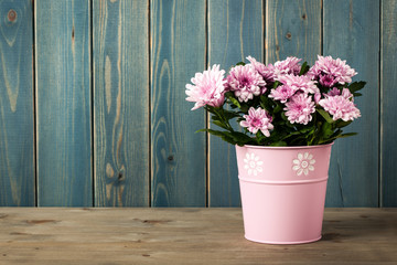 Fresh pink chrysanthemum flowers in bucket