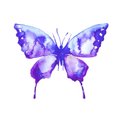beautiful blue  butterfly, isolated  on a white,watercolor