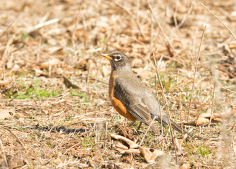 American Robin hiding in plain sight, sitting motionless, camouflaged against dry grass and leaves