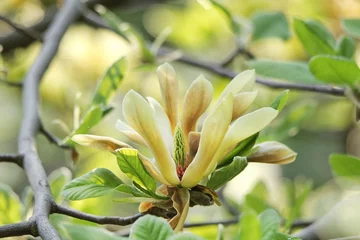 Papier Peint photo autocollant Magnolia Yellow magnolia flowers