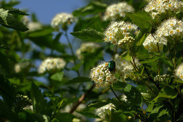 Fototapeta premium A flowering bush of Physocarpus opulifolius grows in the summer garden. 