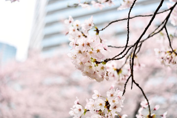 目黒川沿いの桜とビル