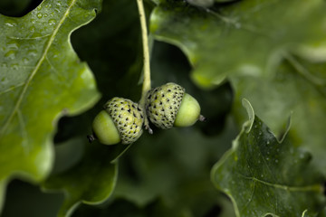 An acorn growing on an oak tree in a summer forest. 