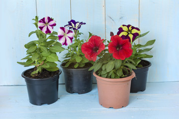 different petunia flowers  blooming  in a pot on a blue wooden background