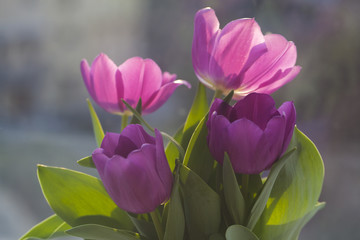 Beautiful tulips in a pot against the window, filled with spring diffused light in the background