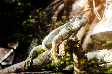 green iguana in zoo