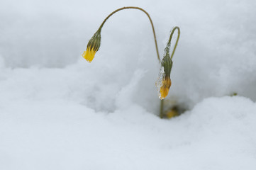 Flor en nieve