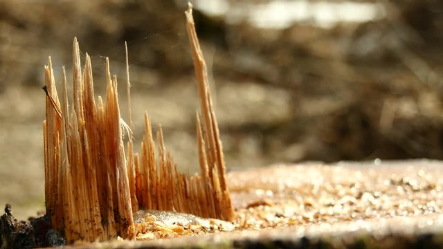 Tree Trunk Stump