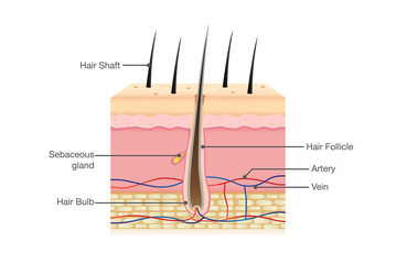 Human Hair Anatomy on isolated. Illustration about Physiology.
 - obrazy, fototapety, plakaty
