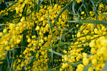 Obraz premium Closeup on acacia yellow flower natural outdoors garden park background