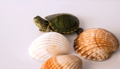 Turtle walks on table naer seashell