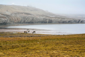 Reindeers on tundra, Spitsbergen © a997