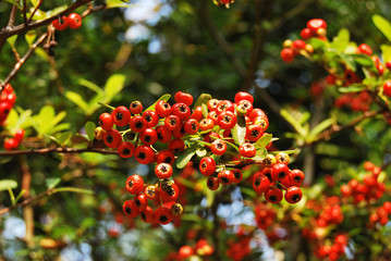 Small red fruits on bush 