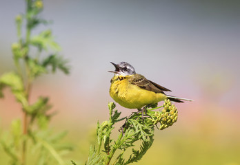 bird yellow Wagtail sitting on a meadow and leaping colors sings a song in summer